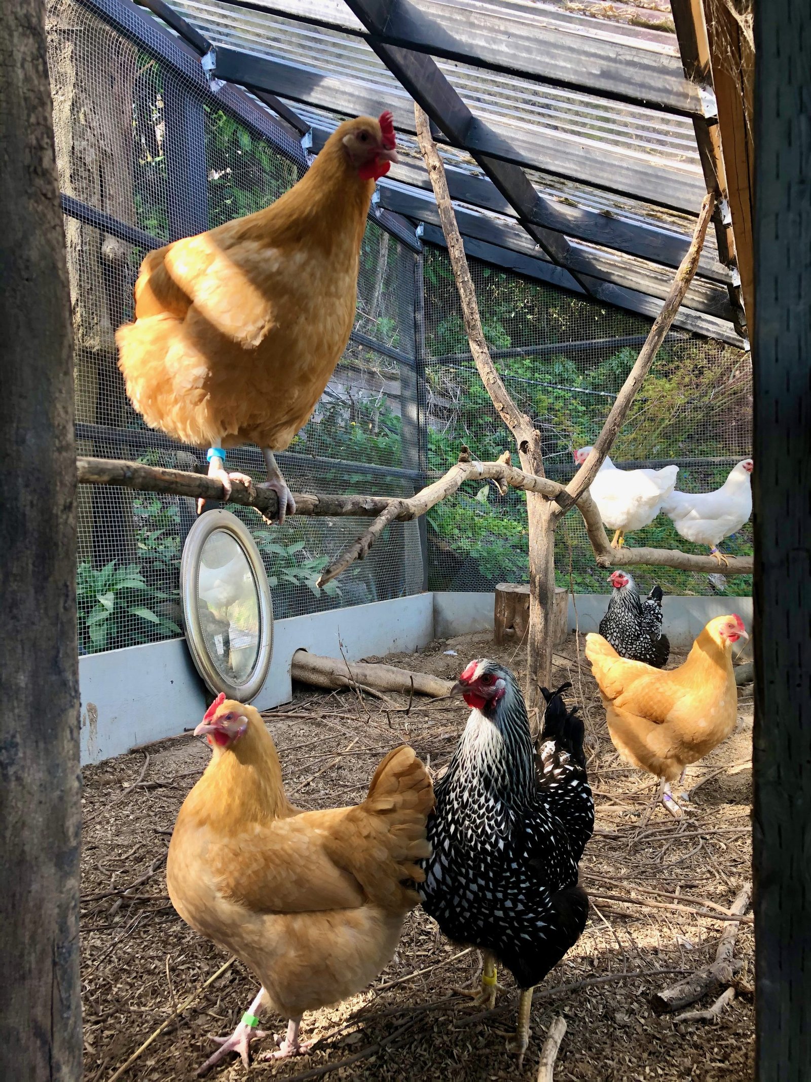 how-to-build-a-chicken-coop